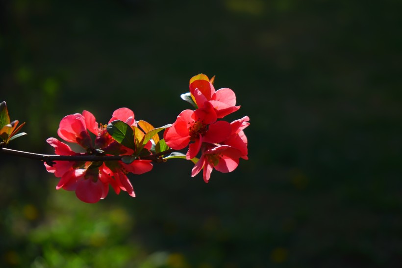 盛开的红色日本木瓜花图片