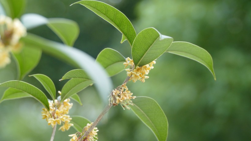 香甜的金色桂花图片