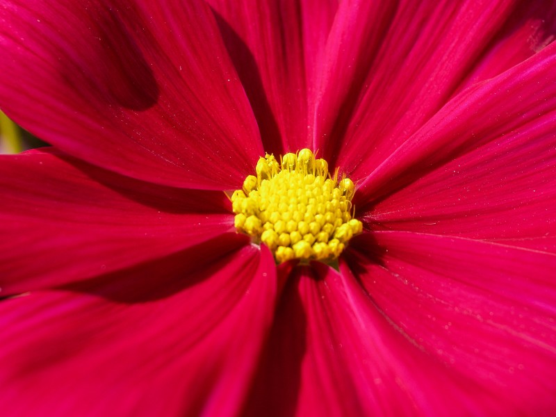 花蕊特写图片