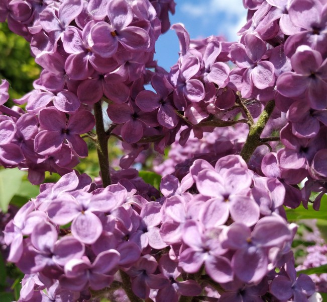 浓烈绽放的紫色丁香花图片