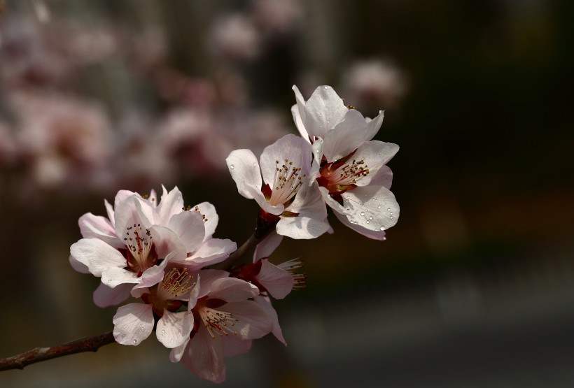 山桃花图片