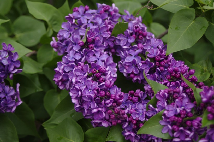 各种颜色的丁香花图片