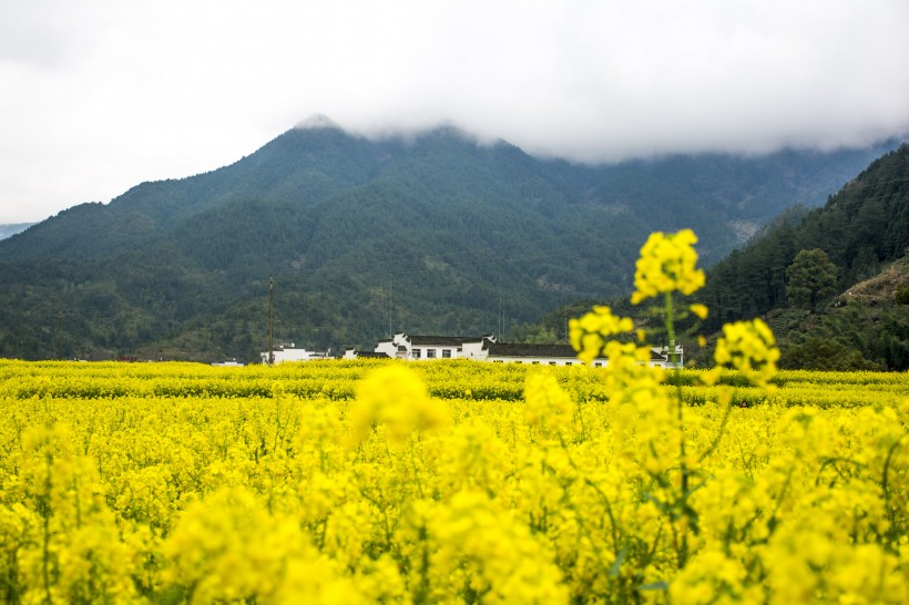 一片金黄色的油菜花田图片