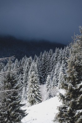 美丽的雪松图片(14张)