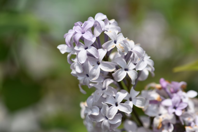 浓烈绽放的紫色丁香花图片