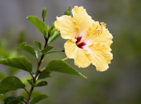 各种颜色盛开的芙蓉花图片(19张)