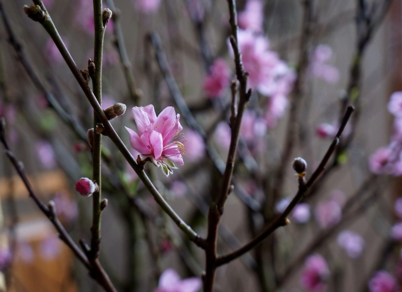 粉色的桃花图片