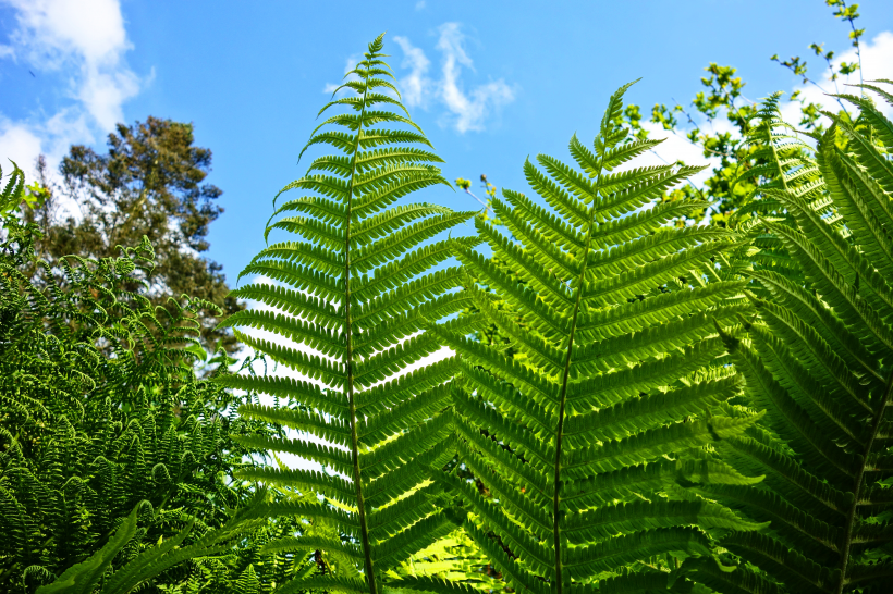 野生绿色蕨类植物图片