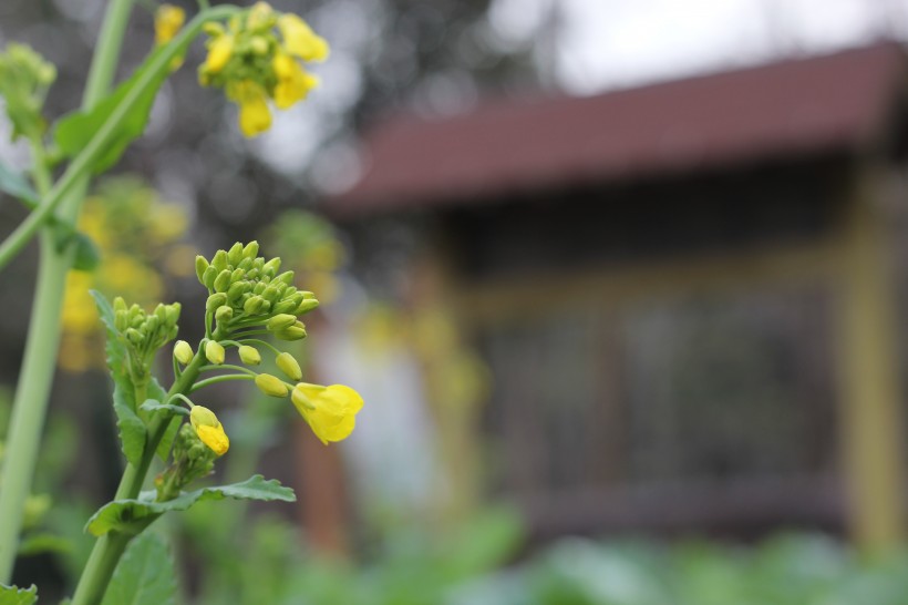 油菜花图片