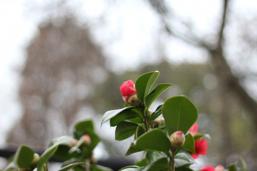 红露珍山茶花图片