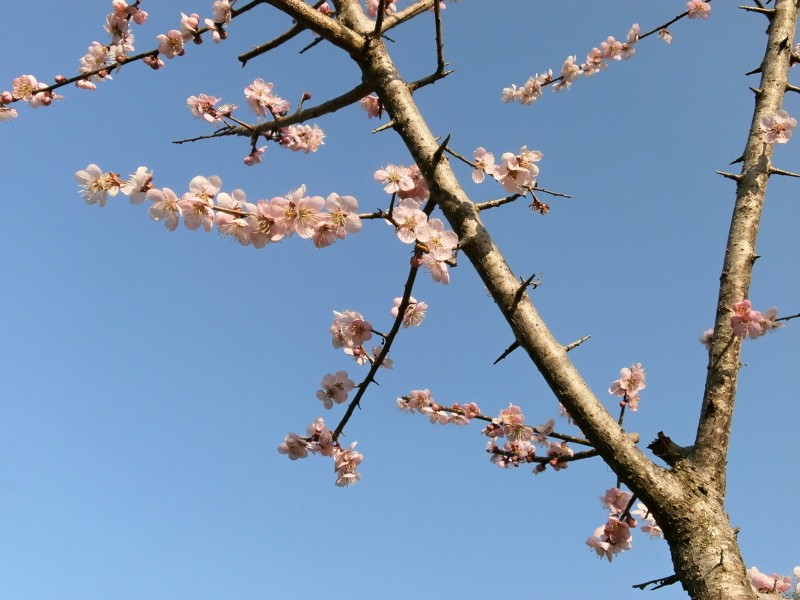 各种颜色有独特韵味的梅花图片