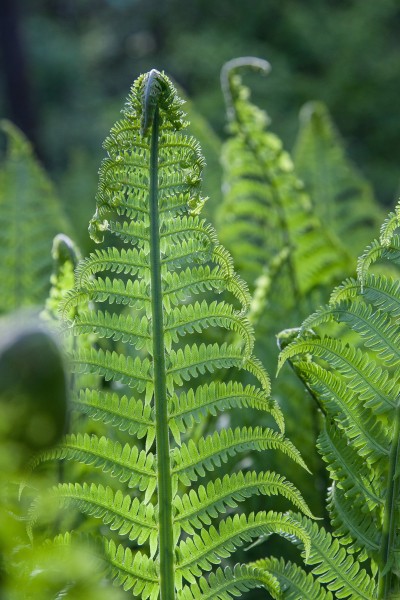 绿色蕨类植物图片