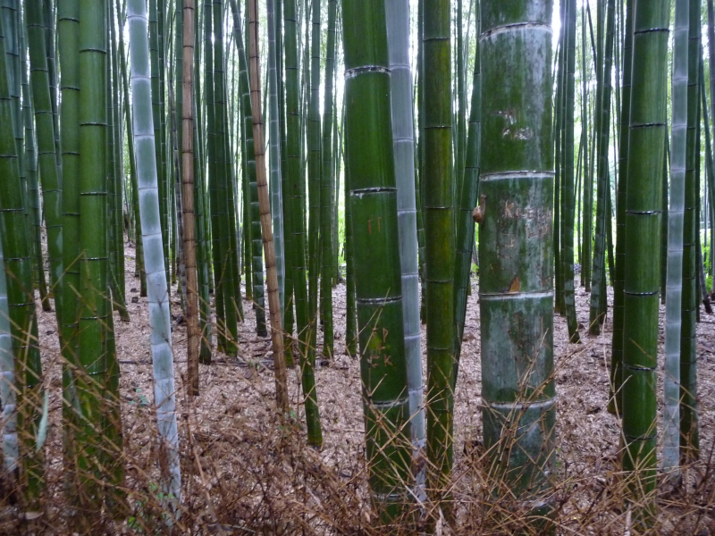 苍劲翠绿挺拔的竹林图片