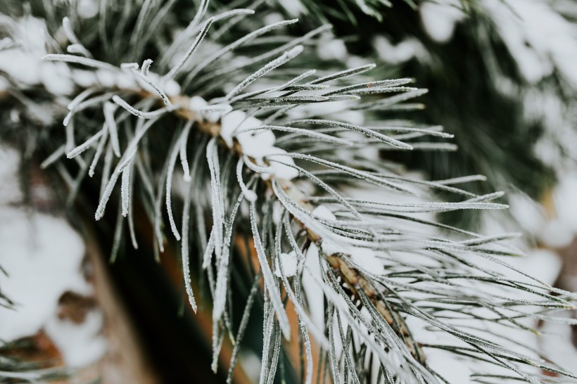 雪树的特写图片