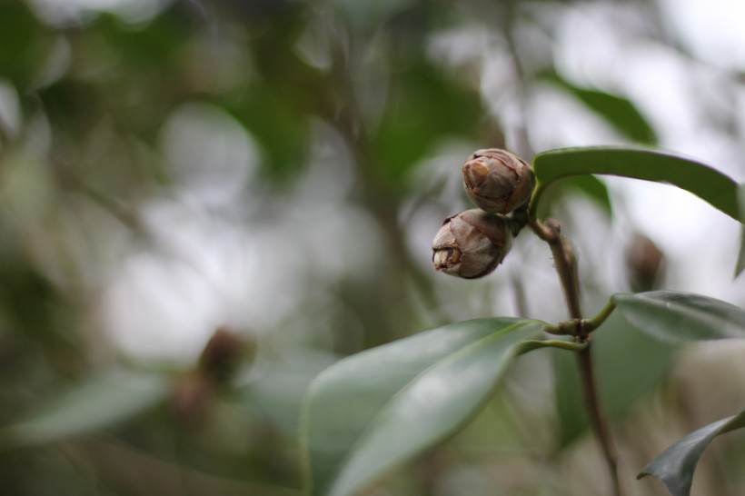 山茶花的花骨朵图片