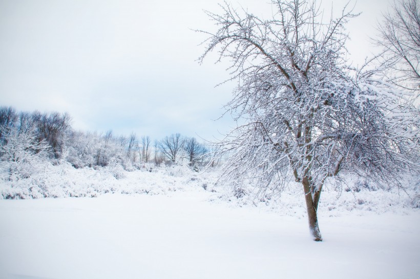 冬日里的雪树的特写图片