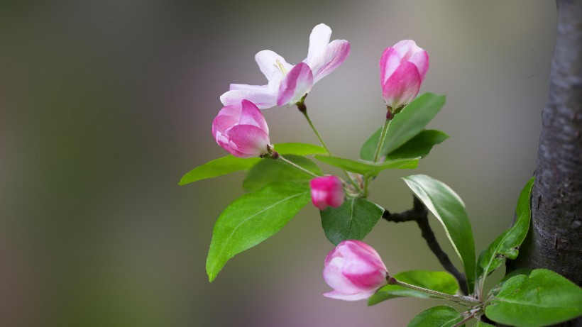 粉嫩淡雅的海棠花图片