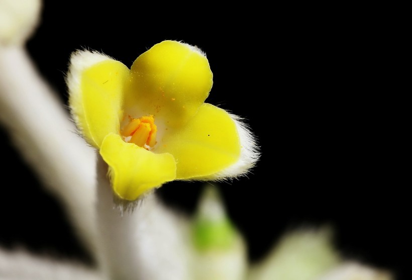 结香花图片