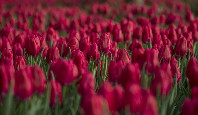 郁金香花田图片