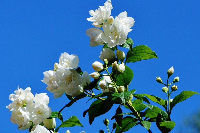 芳香洁白的茉莉花图片