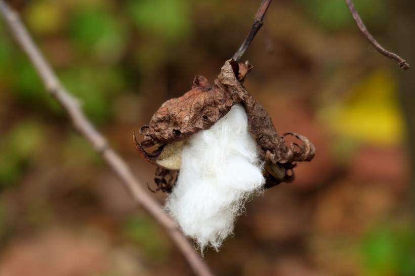 雪白的棉花图片