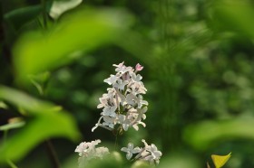 淡雅丁香花图片(10张)