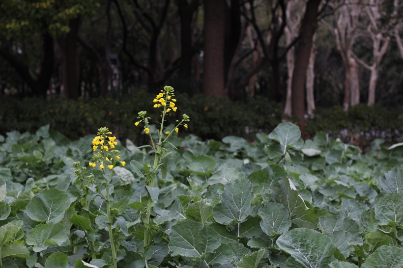 油菜花图片