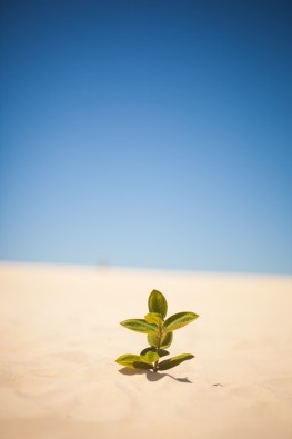 沙漠中的一颗小草图片(10张)