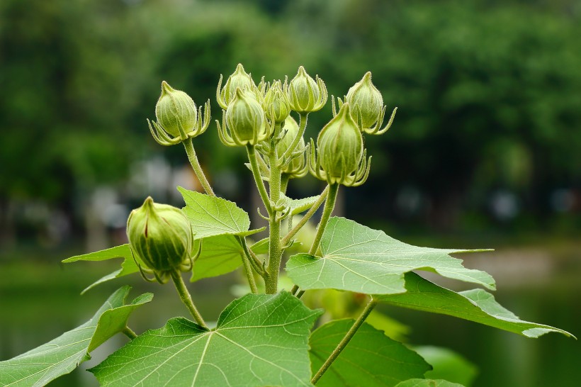 纯洁的芙蓉花图片