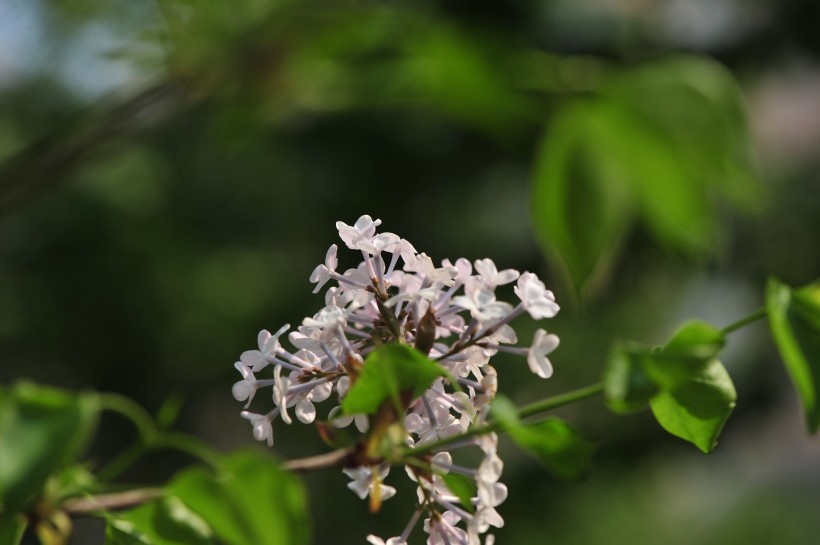 淡雅丁香花图片