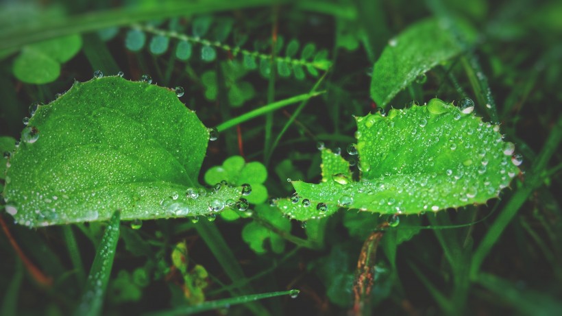 植物叶子上的水珠图片