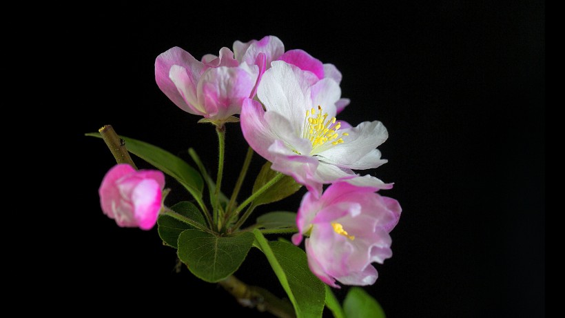 粉嫩淡雅的海棠花图片