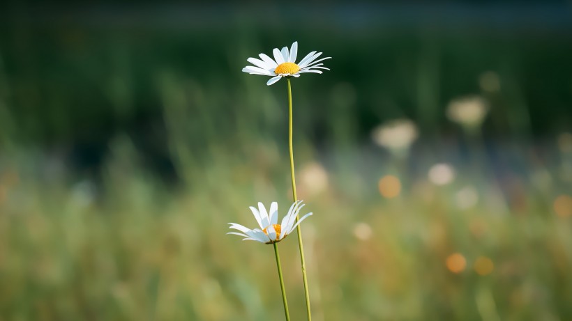 东洋菊玛格丽特花图片