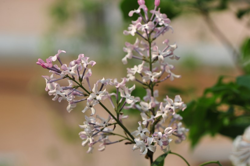 淡紫色丁香花图片