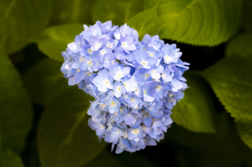 花团锦簇的绣球鲜花图片