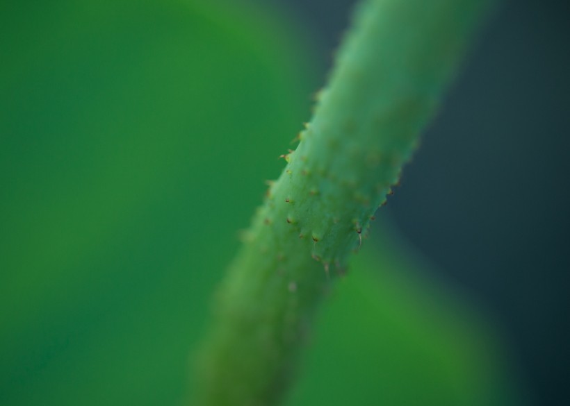 夏天绿色的荷叶图片