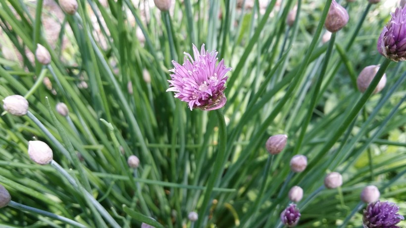 紫色的韭菜花图片