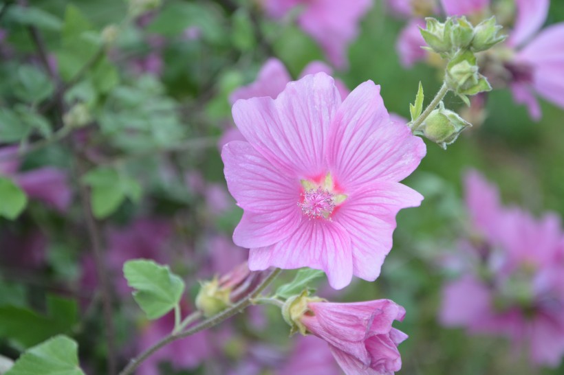 各种颜色盛开的芙蓉花图片