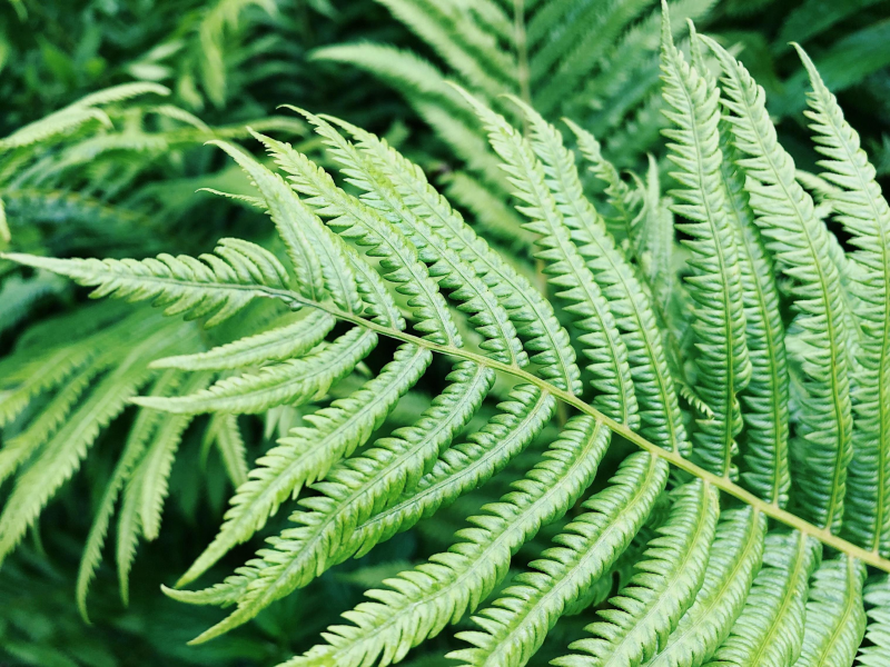 野生绿色蕨类植物图片