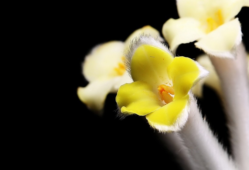 结香花图片