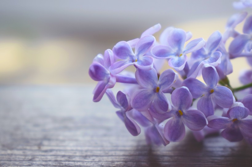 美丽的丁香花图片