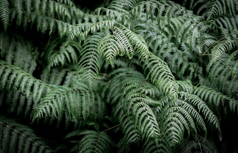 野生绿色蕨类植物图片