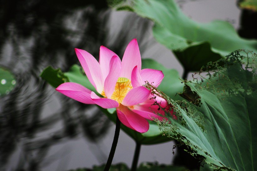 池塘里的淡雅荷花图片