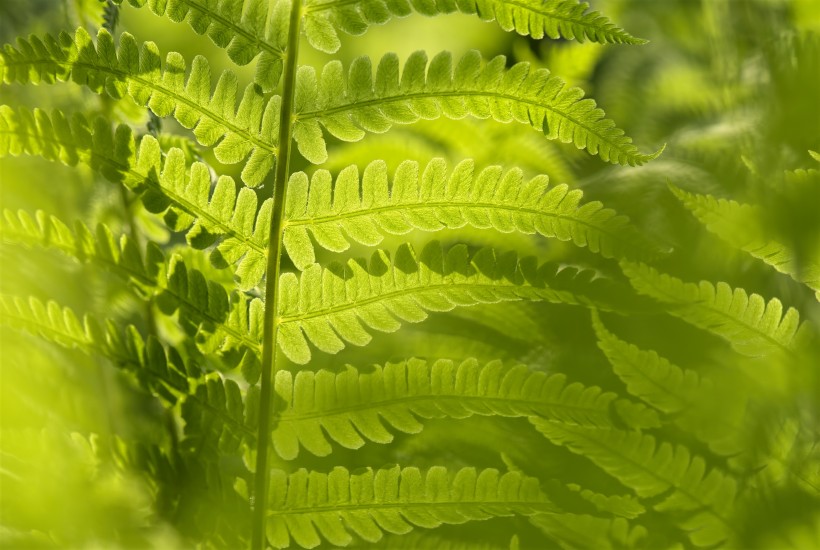 野生绿色蕨类植物图片