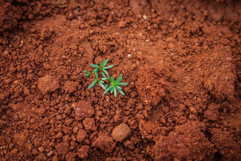 植物的幼苗图片