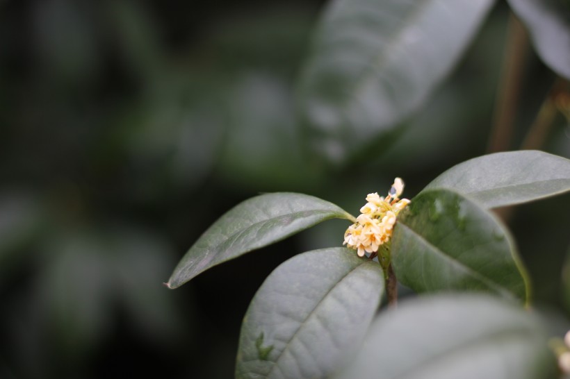 清香淡雅的桂花图片