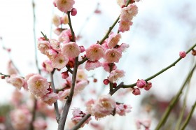 傲雪凌霜有气节的梅花图片(20张)