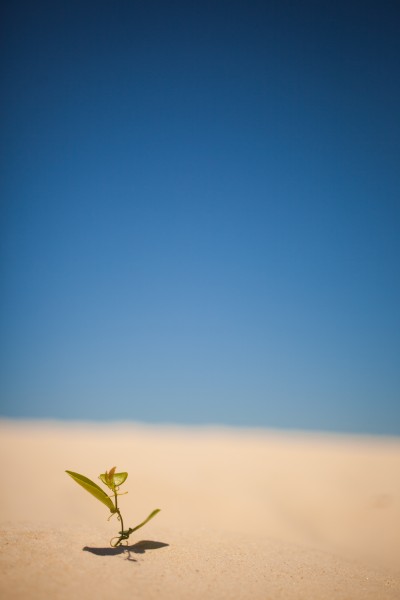 沙漠中的一颗小草图片