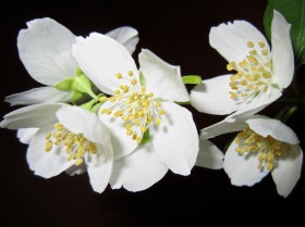 洁白如雪优雅的茉莉花图片(20张)