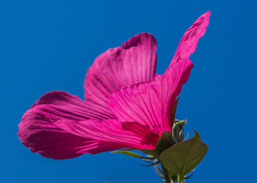 各种颜色的芙蓉花图片